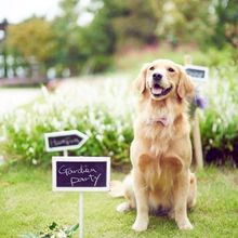 nb5b104_d5d9588b5e48434dbf81356f6dc675b520190826154740_220x220